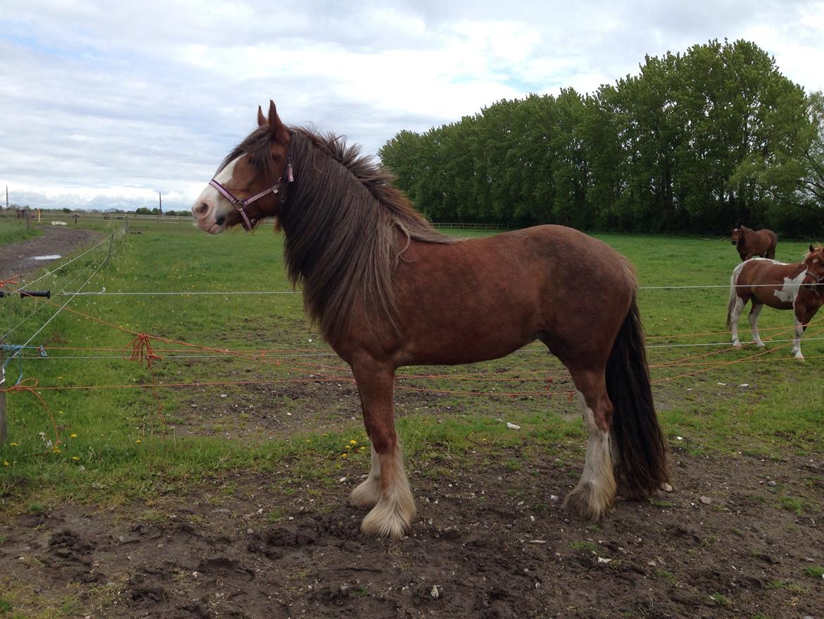 Tinker Dreamhorse's Dunflaith billede 4