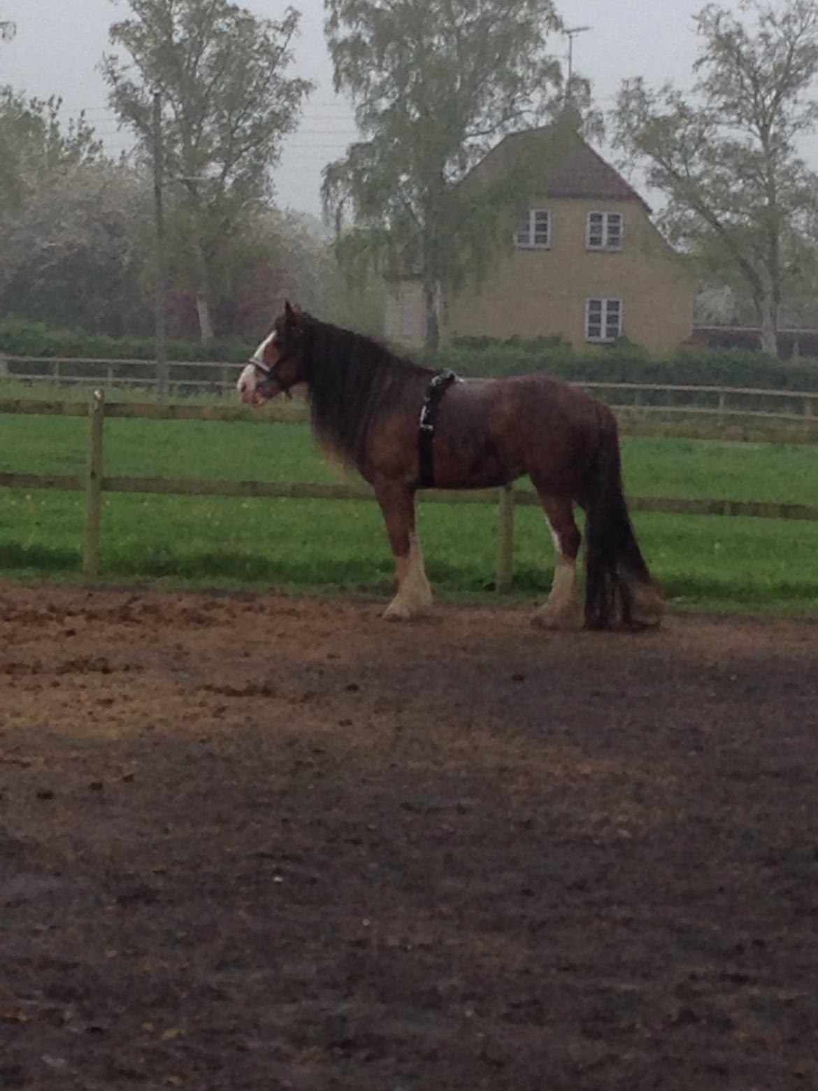 Tinker Dreamhorse's Dunflaith billede 2