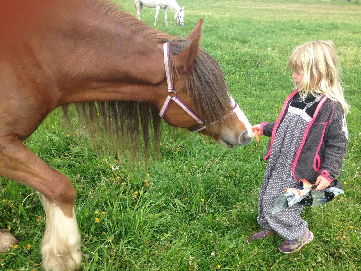 Tinker Dreamhorse's Dunflaith billede 6