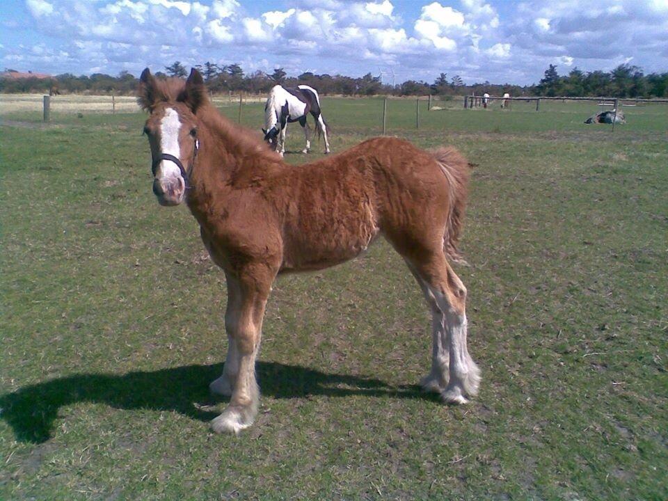 Tinker Dreamhorse's Dunflaith billede 5