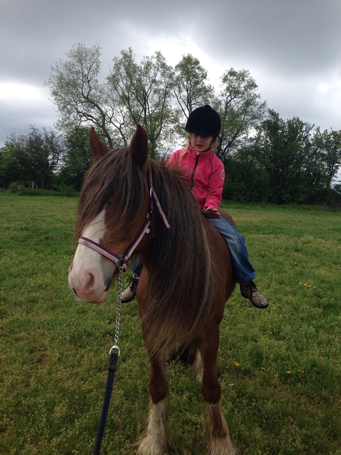 Tinker Dreamhorse's Dunflaith billede 8