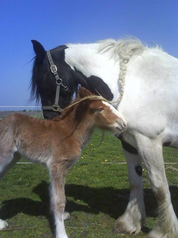 Tinker Dreamhorse's Dunflaith billede 7