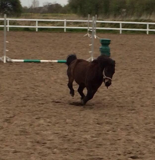 Shetlænder MIST *himmelhest* billede 17