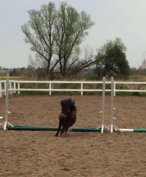 Shetlænder MIST *himmelhest* billede 18