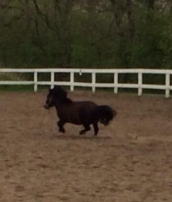 Shetlænder MIST *himmelhest* billede 19