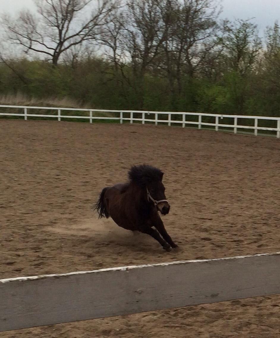 Shetlænder MIST *himmelhest* billede 20