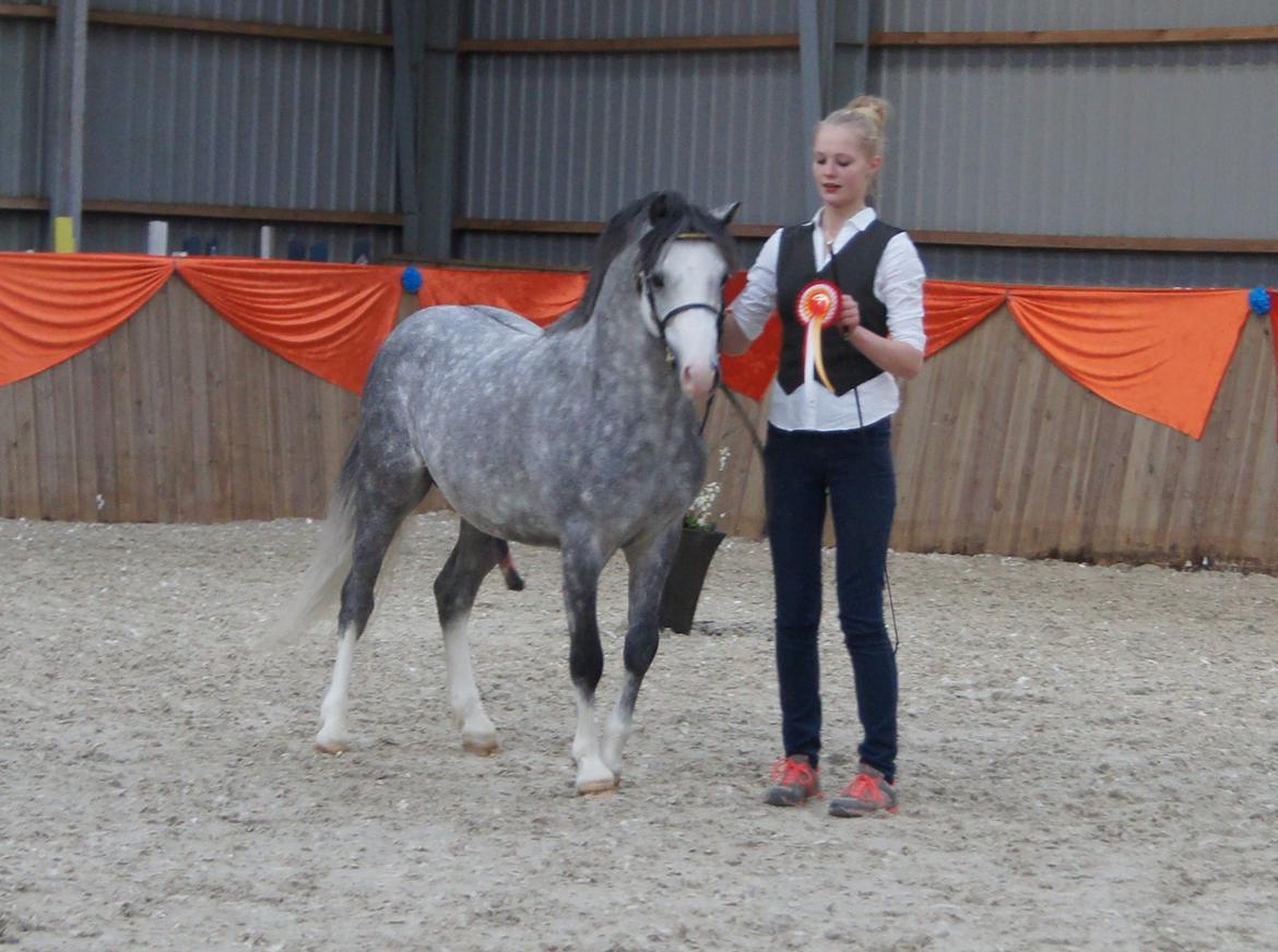 Welsh Pony (sec B) Bjerregårds Sonny Boy - Med vores fine rosset - 1. pladsen!  billede 13