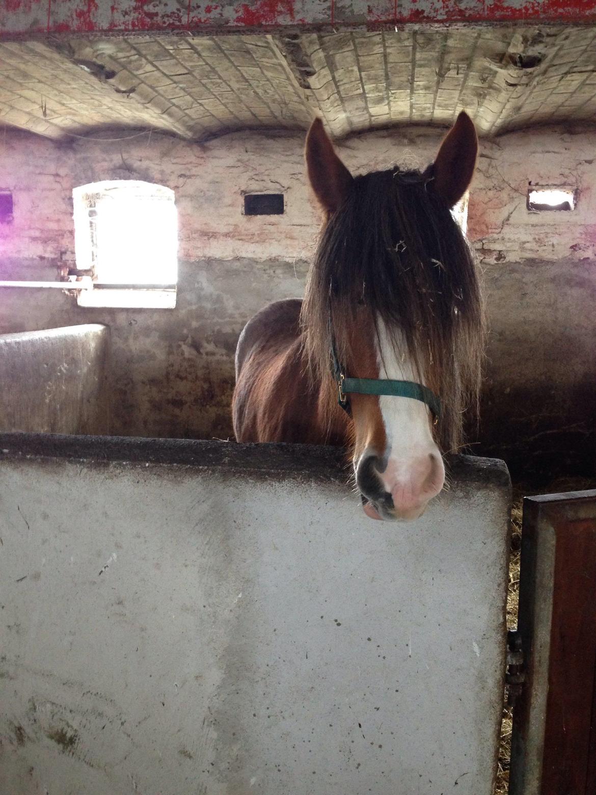 Tinker Dreamhorse's Dunflaith billede 9