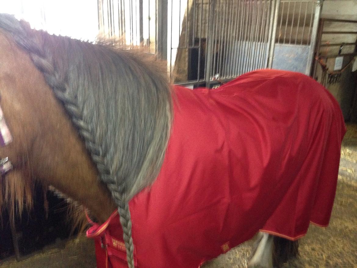 Tinker Dreamhorse's Dunflaith billede 11