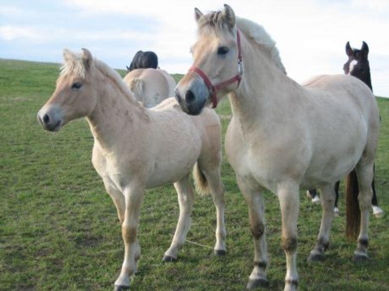 Fjordhest Tronkærs Pegasus - Knægt som føl billede 3