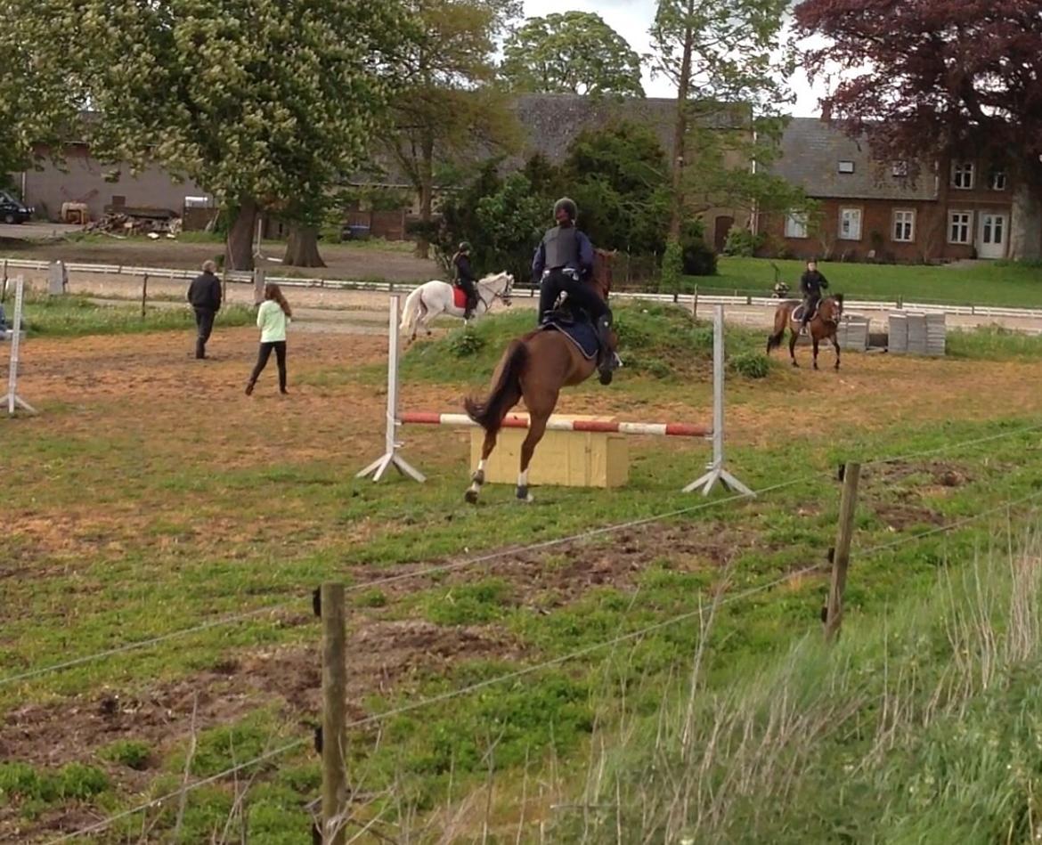 DSP Firhøjs Papillon billede 26