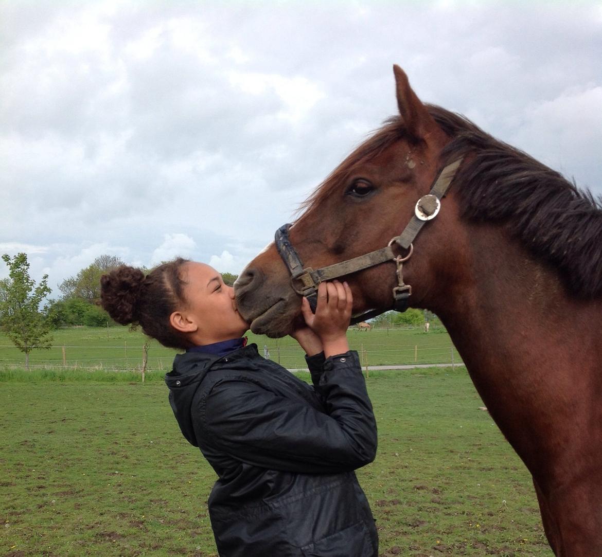 DSP Firhøjs Papillon billede 27