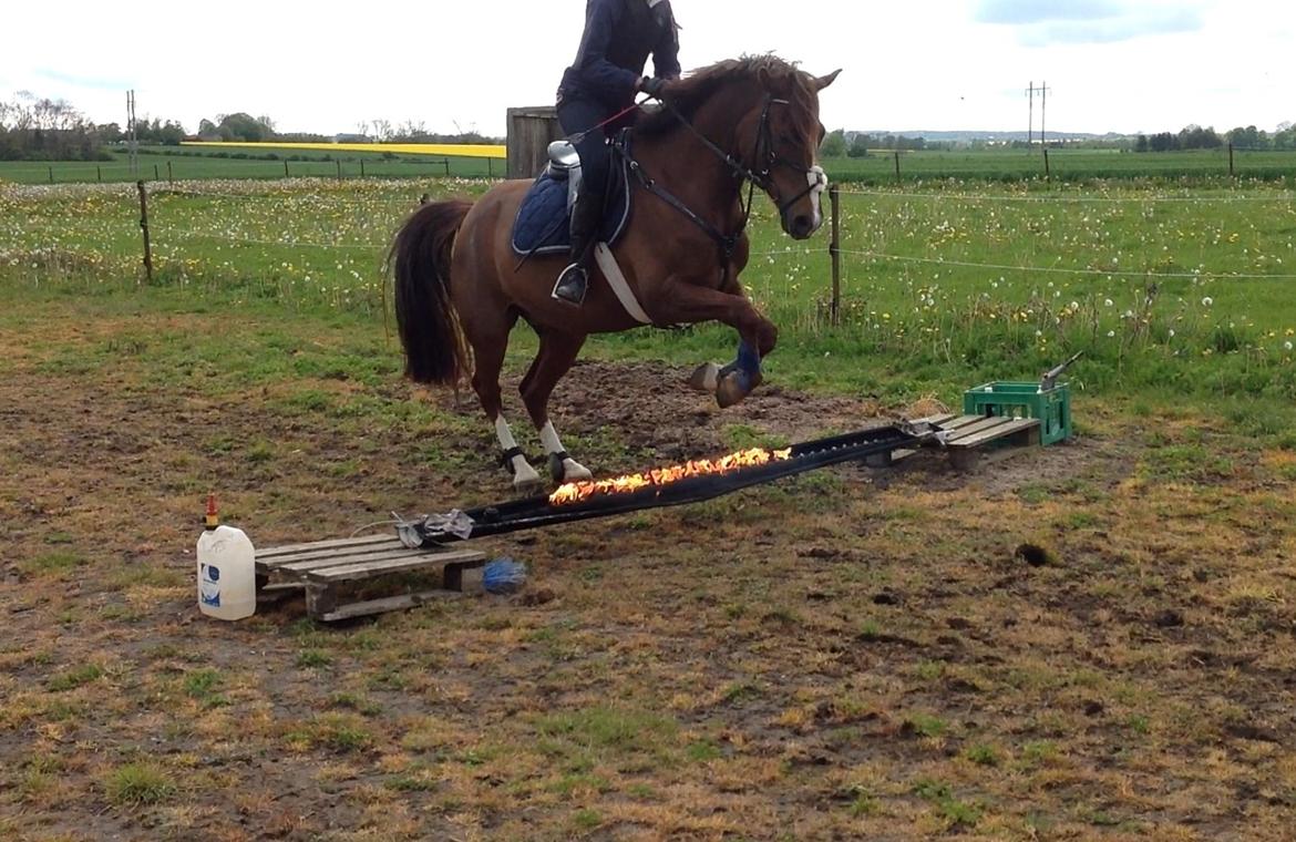 DSP Firhøjs Papillon billede 29