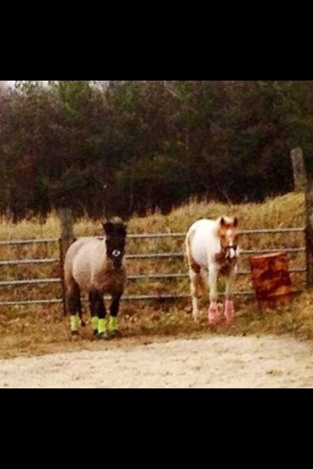 Anden særlig race Topper fra møllegaarden "lånepony" billede 7