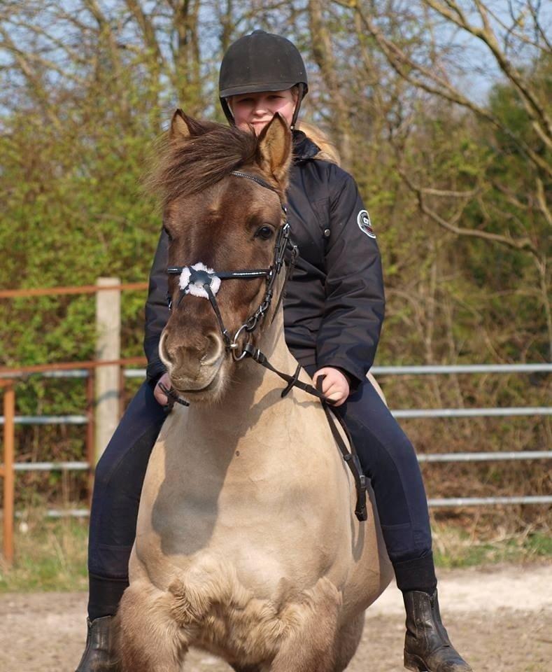 Anden særlig race Topper fra møllegaarden "lånepony" billede 10