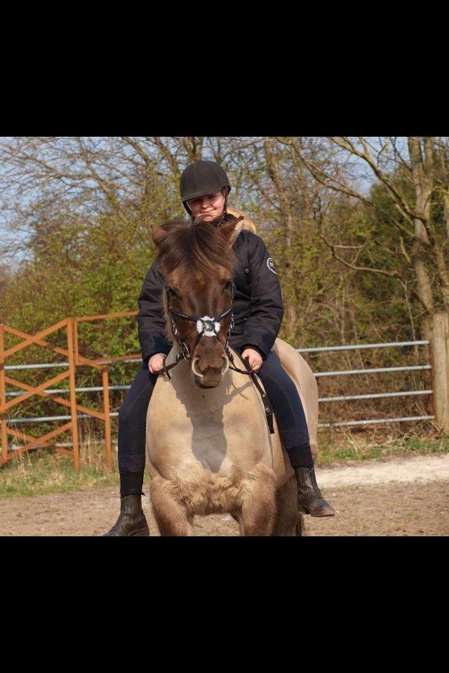 Anden særlig race Topper fra møllegaarden "lånepony" billede 14