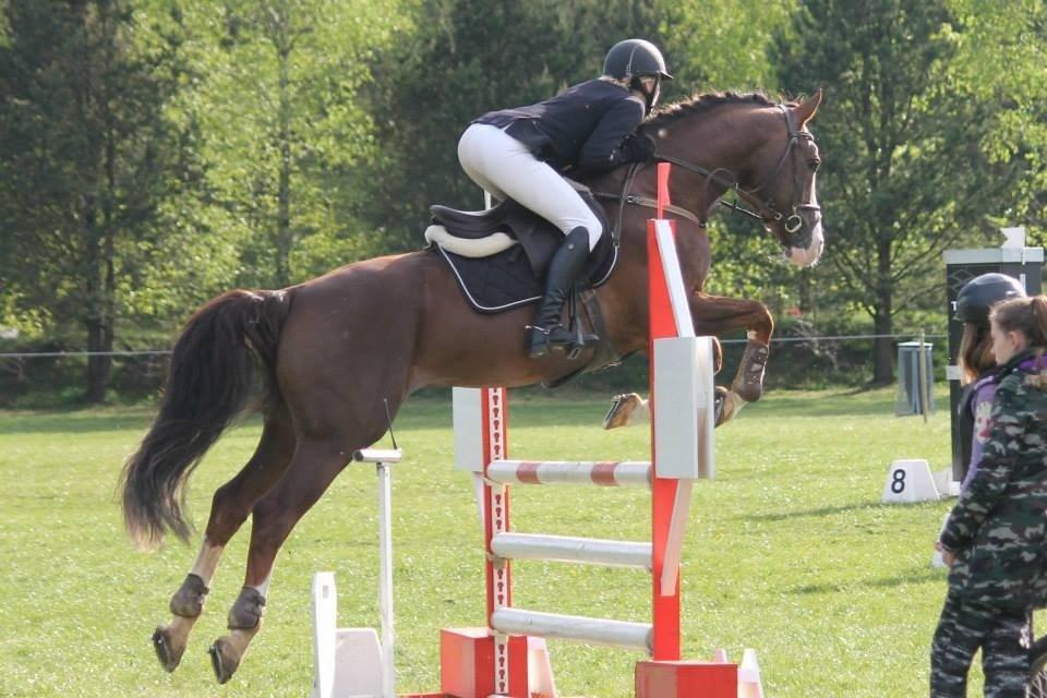 Anden særlig race Revall billede 25