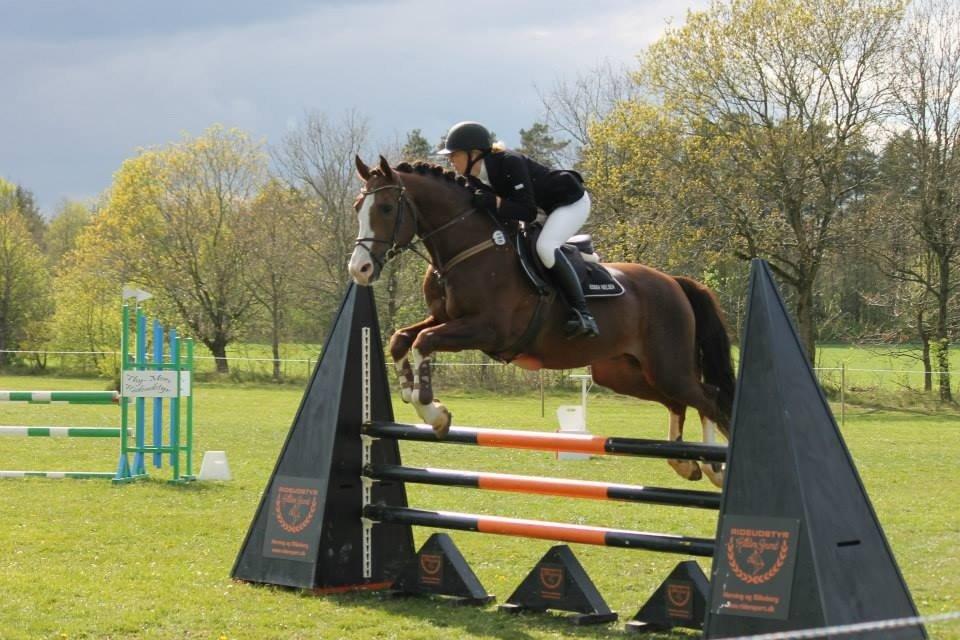 Anden særlig race Revall billede 26