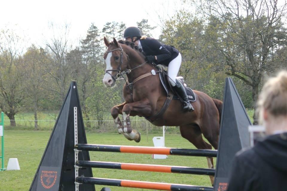 Anden særlig race Revall billede 27