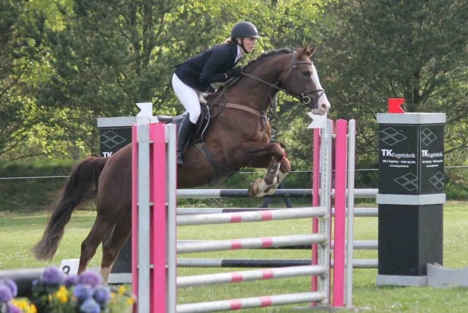 Anden særlig race Revall billede 28