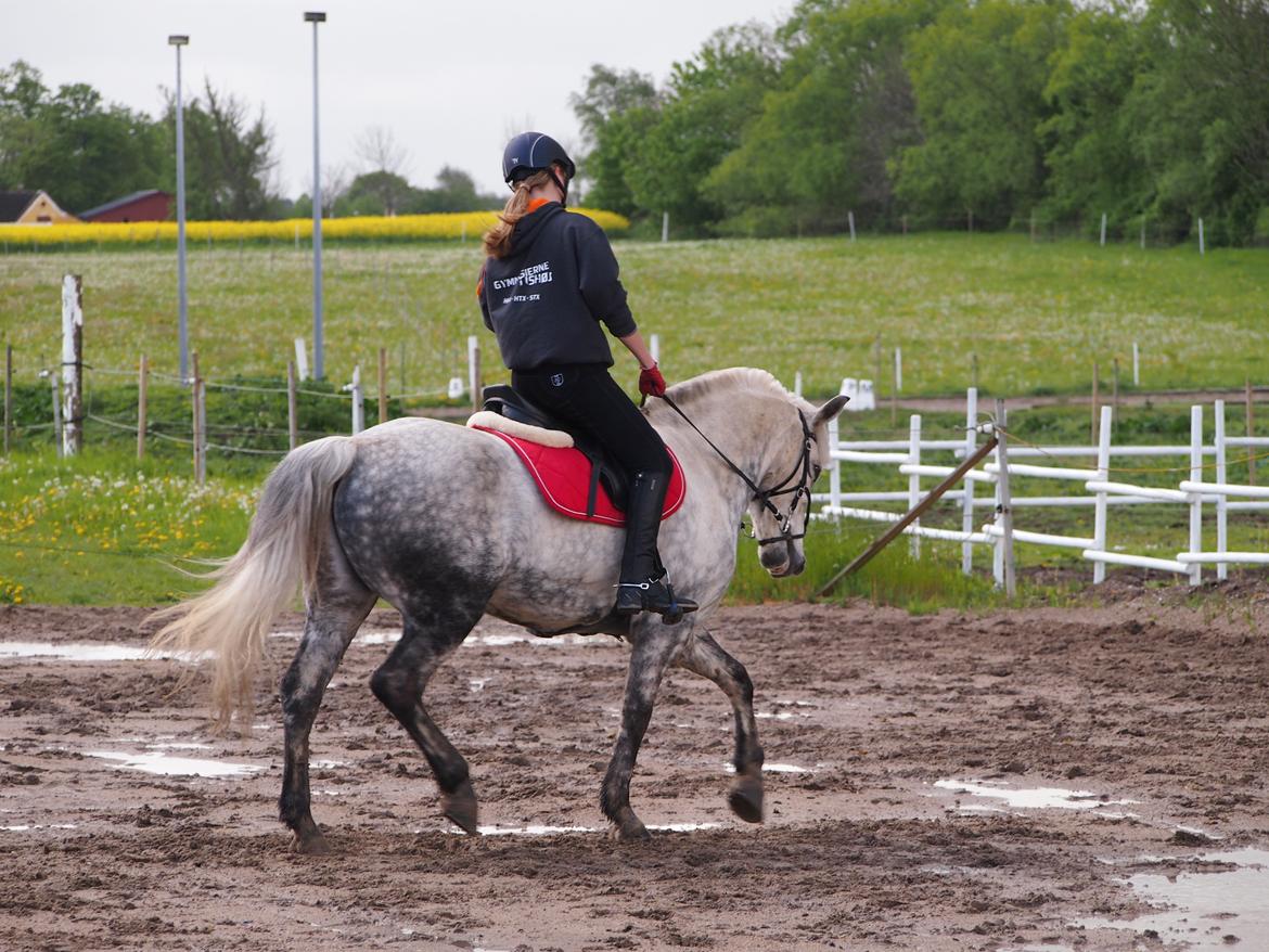 Connemara Lindholms Silver Boy [Tidl. Hest] billede 24