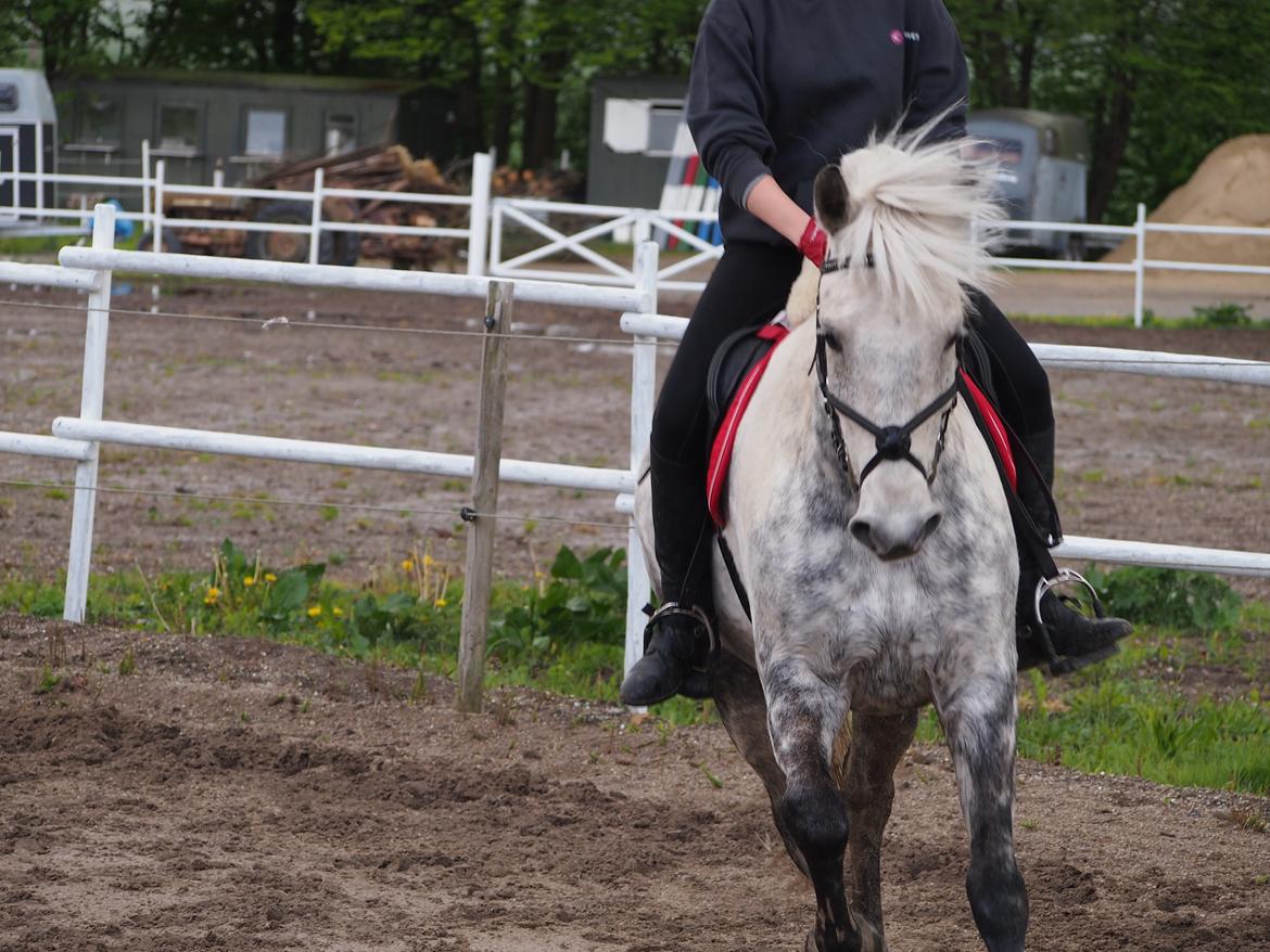 Connemara Lindholms Silver Boy [Tidl. Hest] billede 8