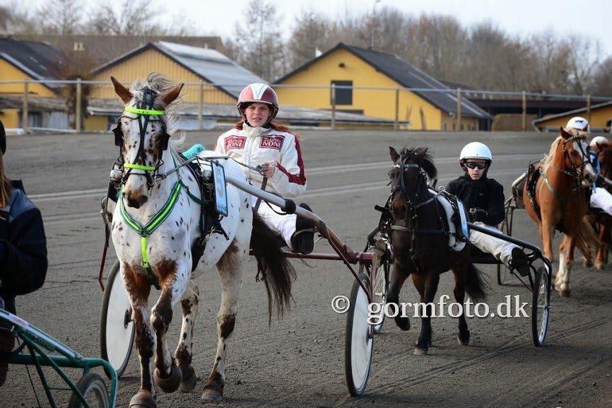 Knabstrupper arion billede 2