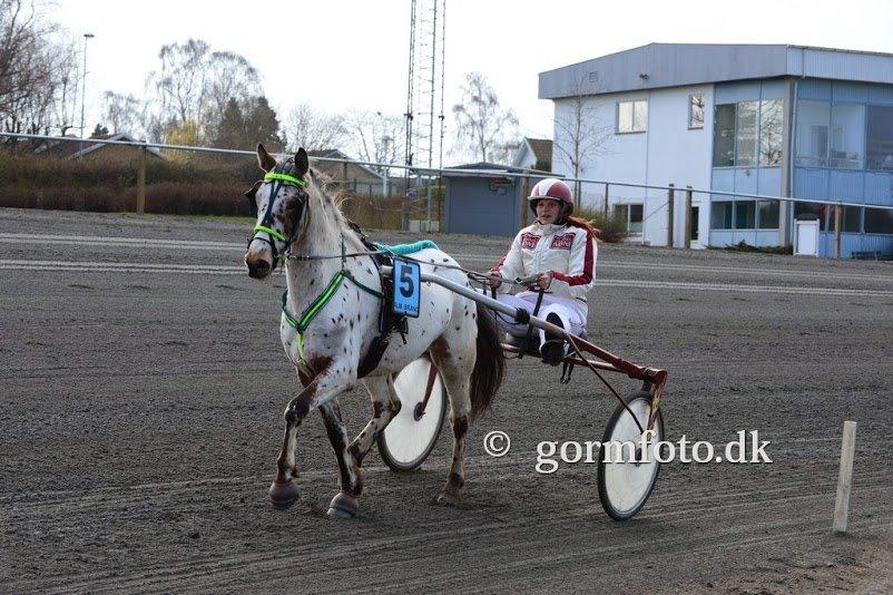 Knabstrupper arion billede 3