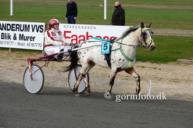 Knabstrupper arion billede 1