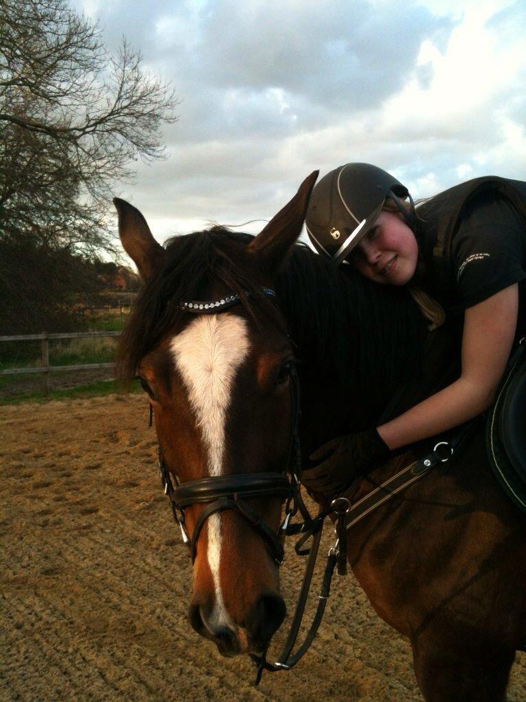 Dansk Varmblod Kildebo's Heartcon billede 9