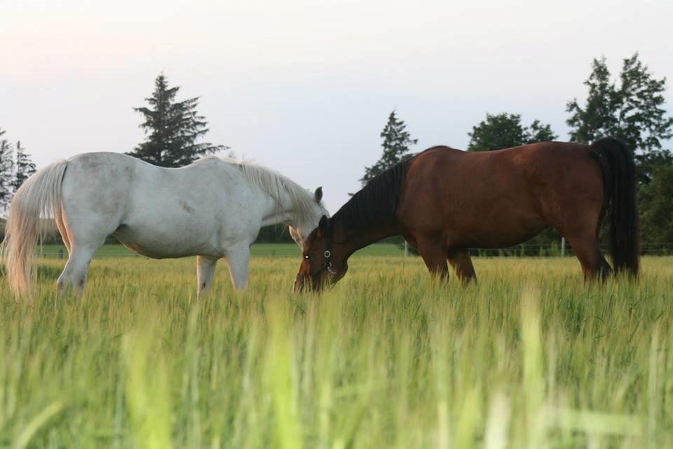 Anden særlig race Chanel billede 9