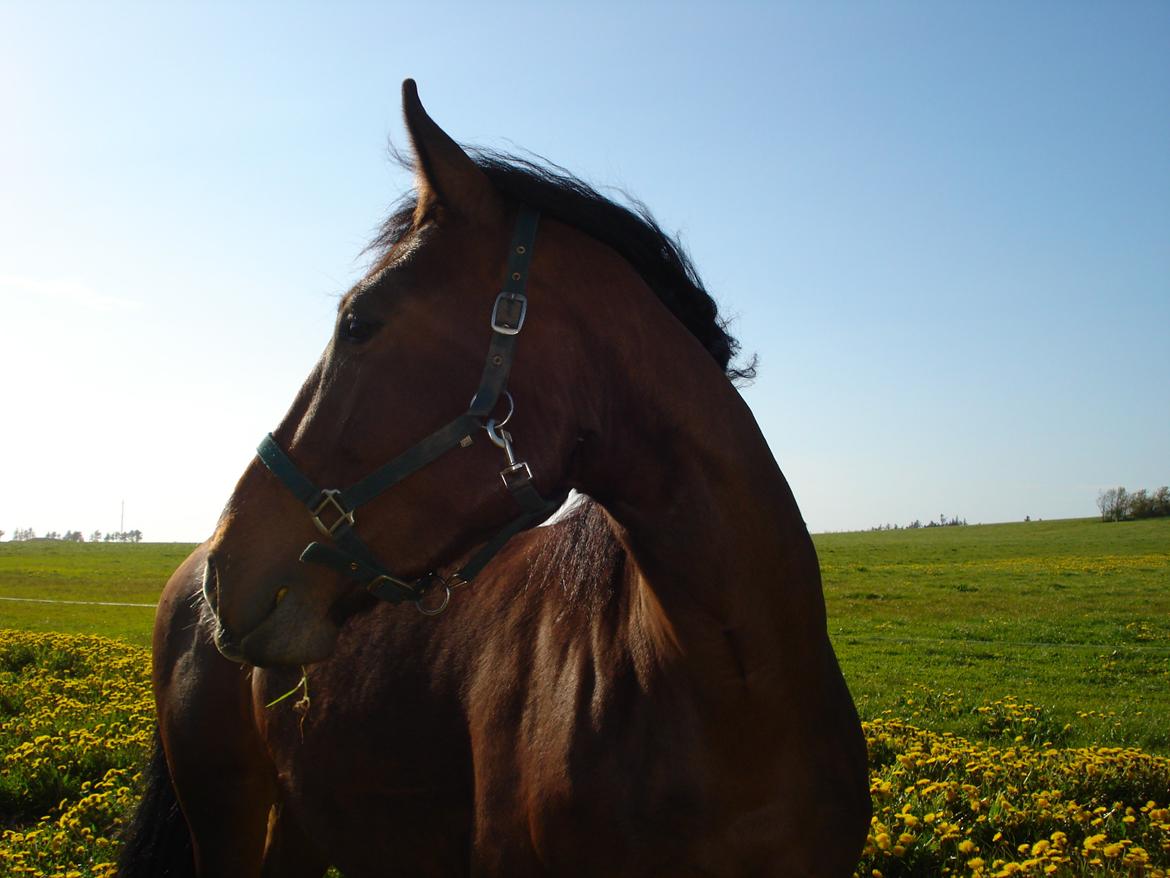 Anden særlig race Chanel billede 11