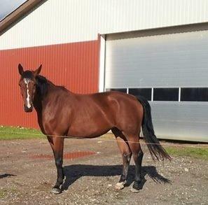 Anden særlig race Chanel billede 12