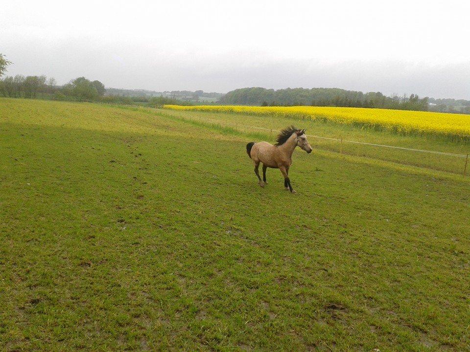 Welsh Pony af Cob-type (sec C) Shamrocklake Champion Of Love billede 2