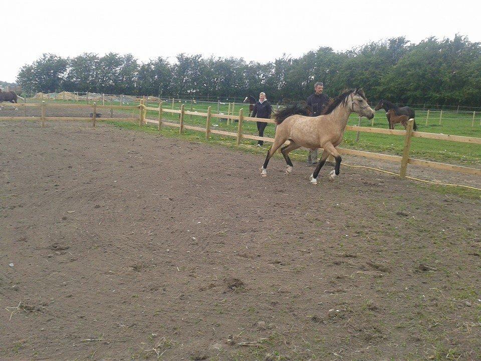 Welsh Pony af Cob-type (sec C) Shamrocklake Champion Of Love billede 4