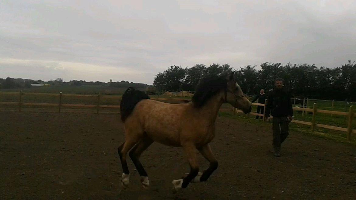 Welsh Pony af Cob-type (sec C) Shamrocklake Champion Of Love billede 9