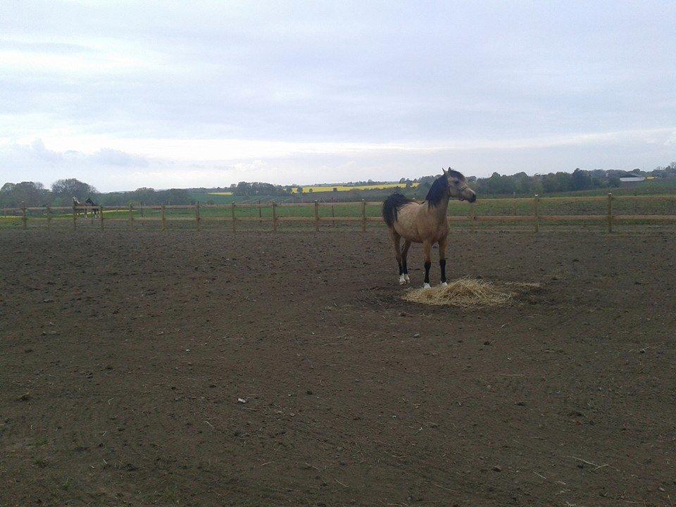 Welsh Pony af Cob-type (sec C) Shamrocklake Champion Of Love billede 8