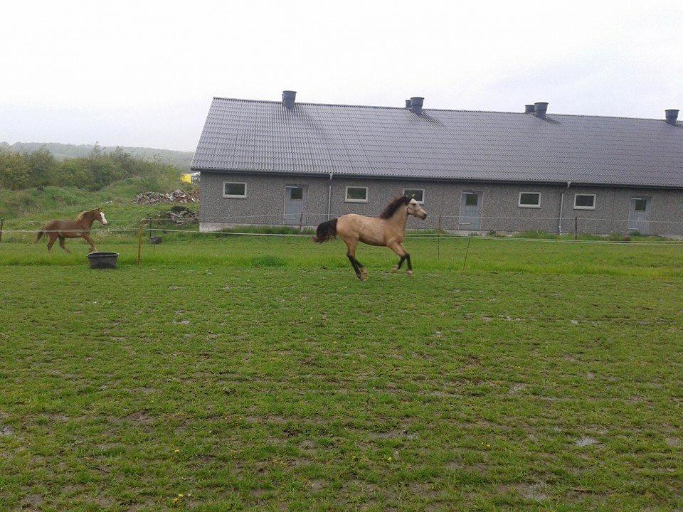 Welsh Pony af Cob-type (sec C) Shamrocklake Champion Of Love billede 3