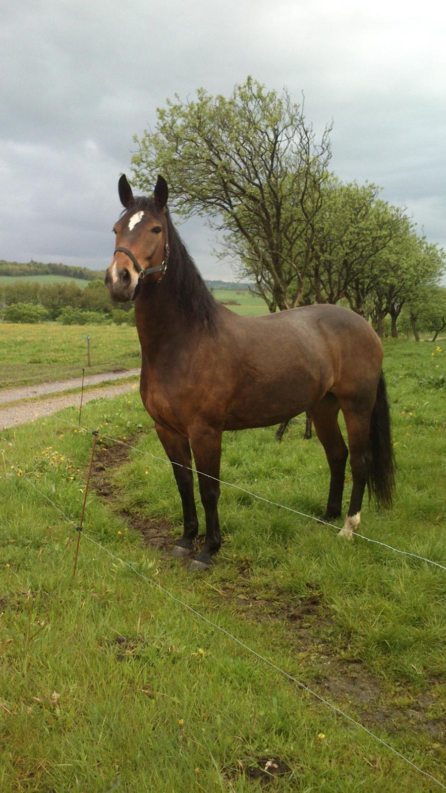 Dansk Varmblod Bakkegaarden's jasmin billede 3