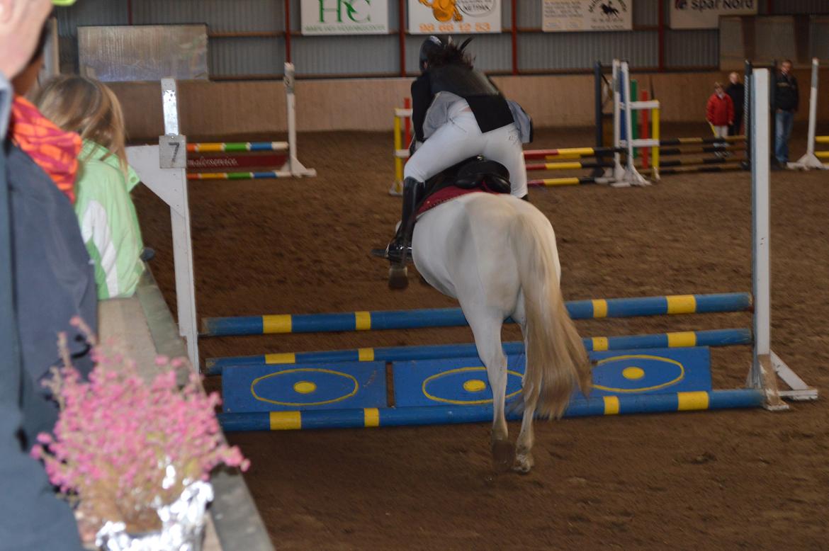 Anden særlig race Lukas ''Klubmester spring pony 2013''<3 - Billede fra klubmesterskabet!  billede 2