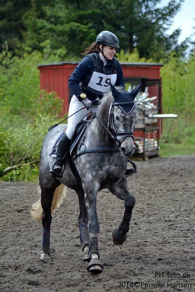 Dansk Varmblod LE-QUI'TO billede 17