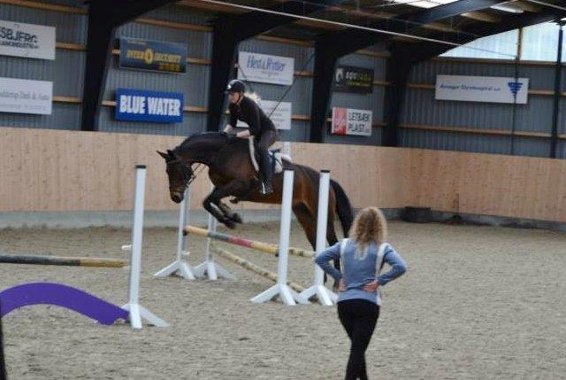 Dansk Varmblod † Elmevangs Maine † - Selvom man er 20 år, så kan man godt være en frisk og fyrig springhest :D billede 21