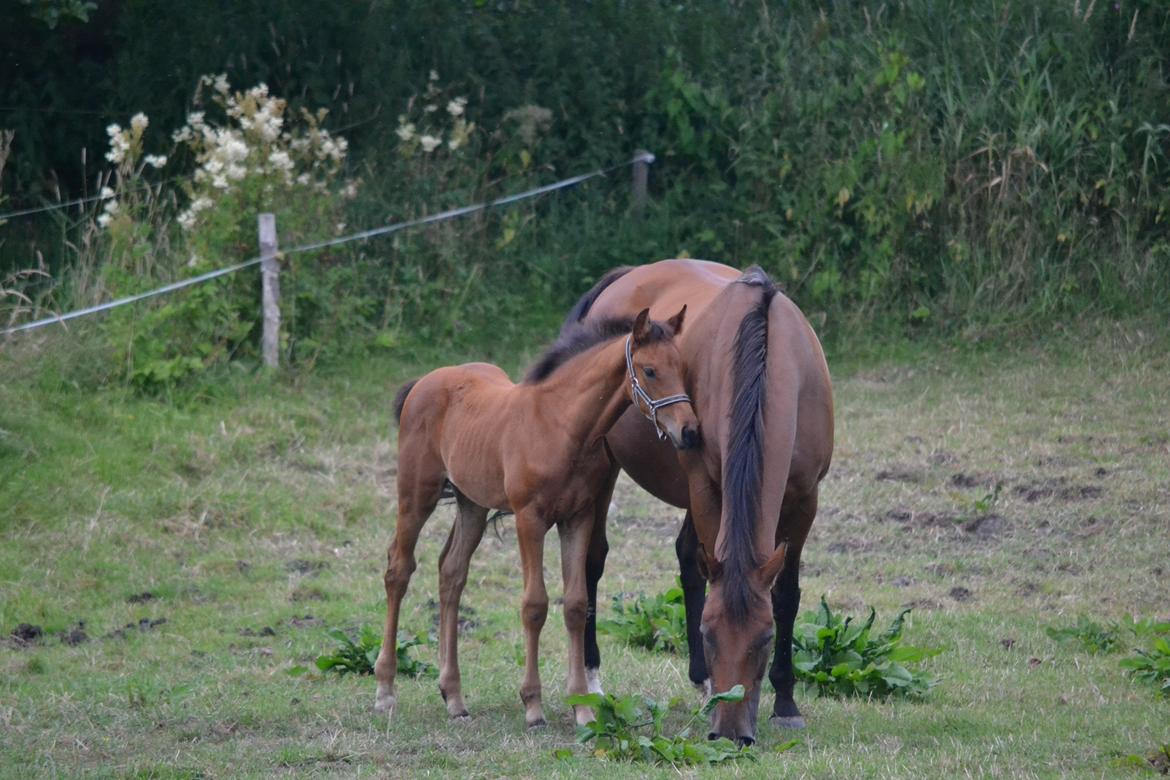 Dansk Varmblod TWINHORS DON'A BALLERINA billede 47