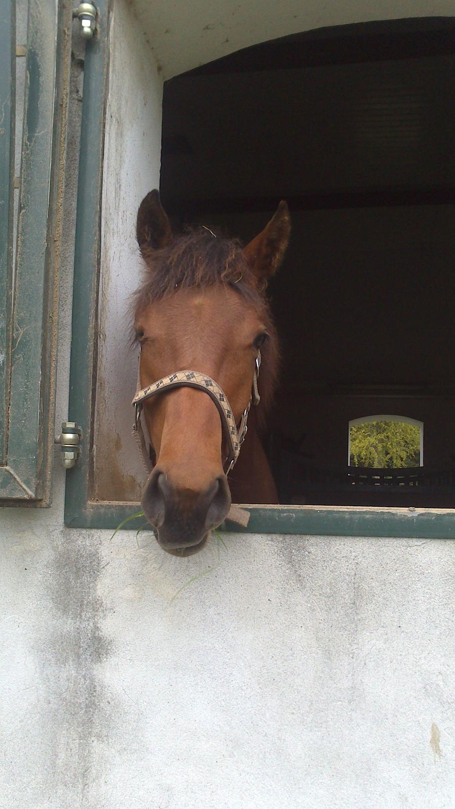 Dansk Varmblod TWINHORS DON'A BALLERINA billede 50