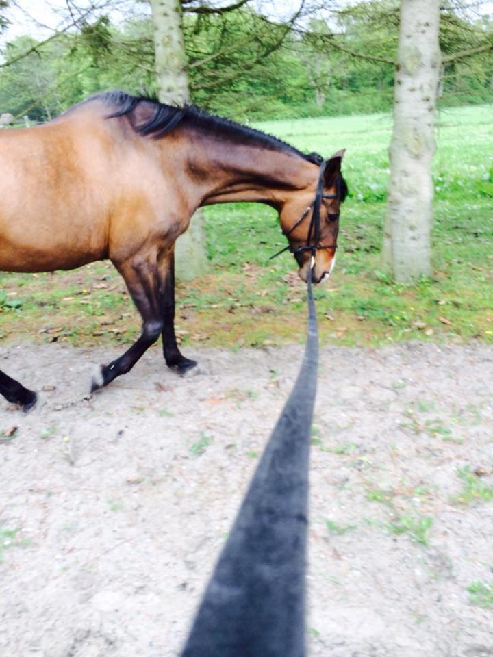 Traver Møffeline billede 20