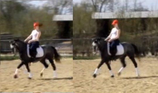 Anden særlig race Grønvangs Jocelynn |Joey| [Solgt] billede 19