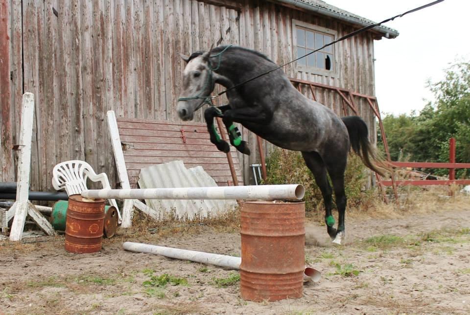 Anden særlig race Grønvangs Jocelynn |Joey| [Solgt] billede 23