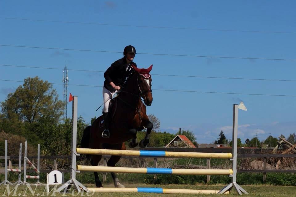 Ungarnsk Varmblod  Lili - Sydhavscup 1. afd. 2014 billede 20