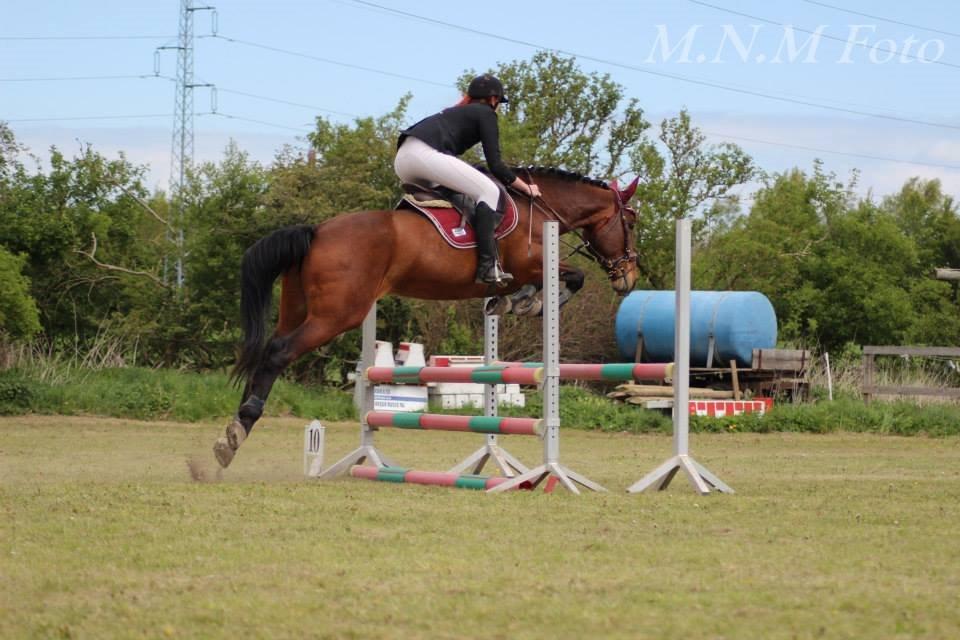 Ungarnsk Varmblod  Lili - Sydhavscup 1. afd 2014 billede 9