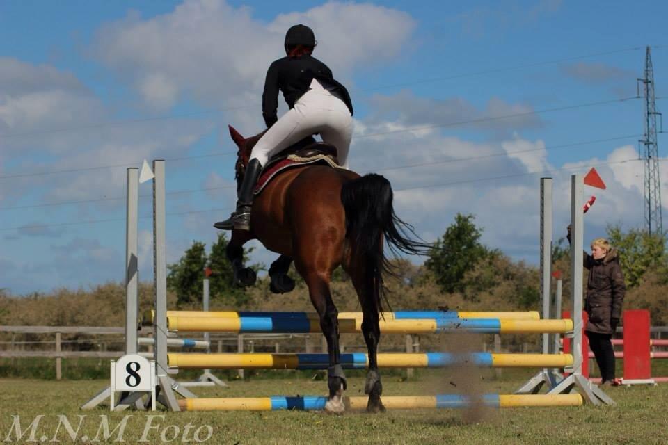 Ungarnsk Varmblod  Lili - sydhavscup 1. afd. 2014 billede 12